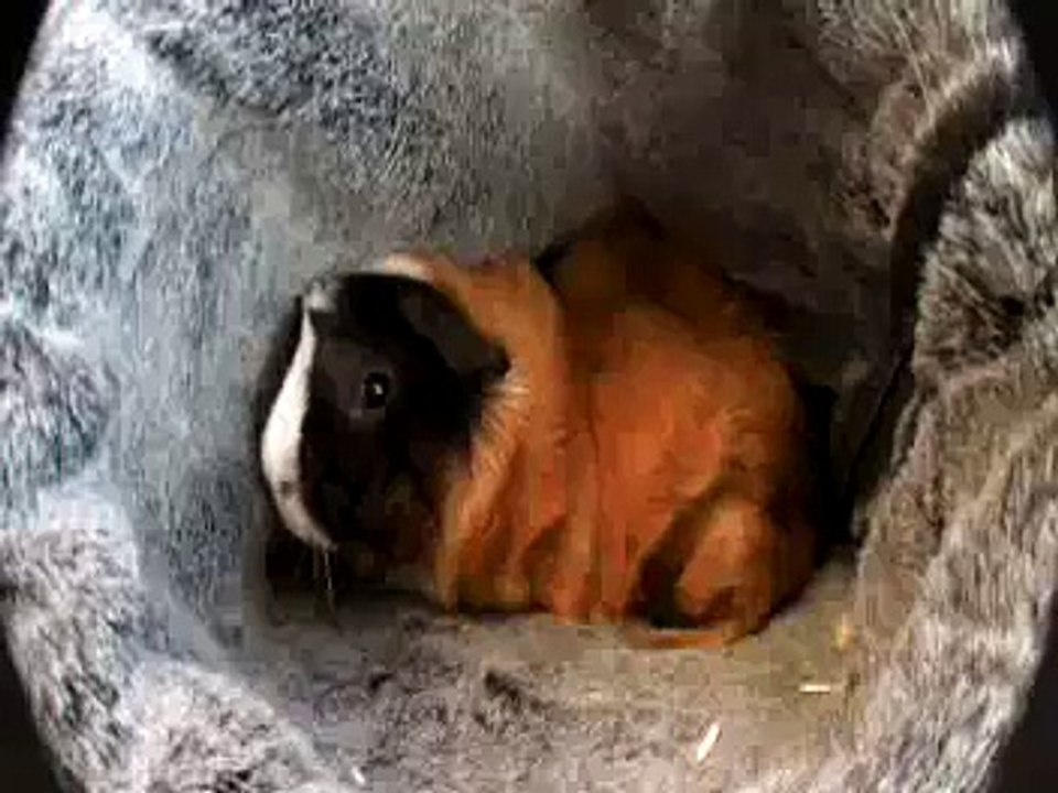 Knöpfchen's Cozy Cuddler  /  Knöpfchens Kuschelsack :}
