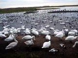 Whooper swans feeding at Martin Mere