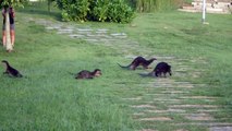 Park-goers & wild otters at Bishan-Ang Mo Kio Park