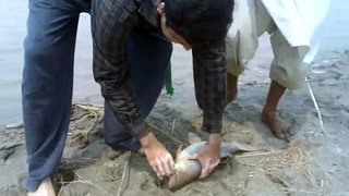 fishing in pakistan by shaheen anglers