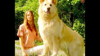 TOP 10 BIGGEST GUARD DOGS IN THE WORLD | CAUCASIAN | KANGAL | ROTWEILER | PITBULL