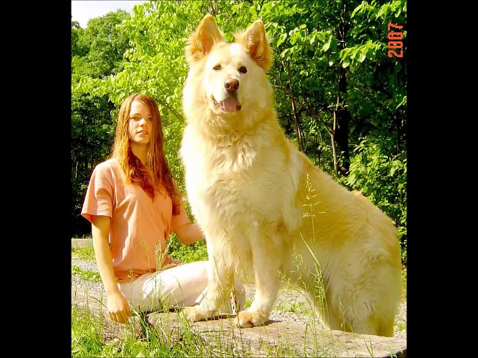 TOP 10 BIGGEST GUARD DOGS IN THE WORLD | CAUCAS...