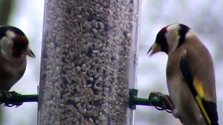 smart goldfinches (Carduelis carduelis) vibrating the feeder