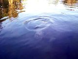 Blue Spring State Park Manatees