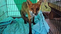 Elle a aperçu un renard 