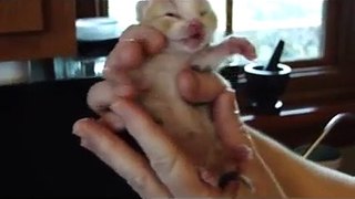 Week old kitten
