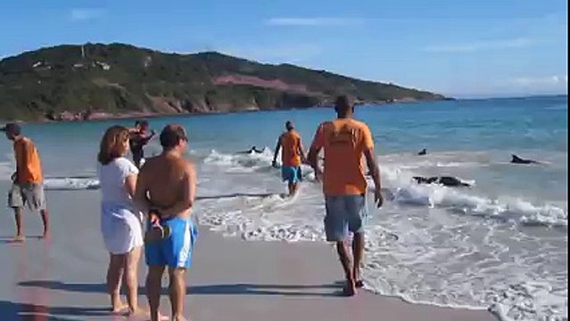 30 Dolphins stranding and incredibly saved! Extremely rare event!