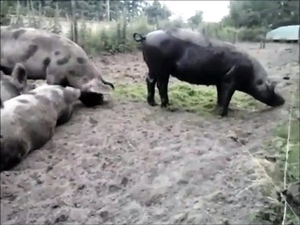 x Bonte Bentheimers Loon | Assen |  Drenthe