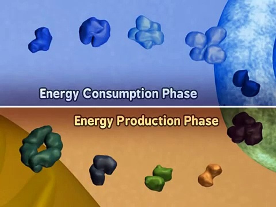 Glycolysis: The Reactions