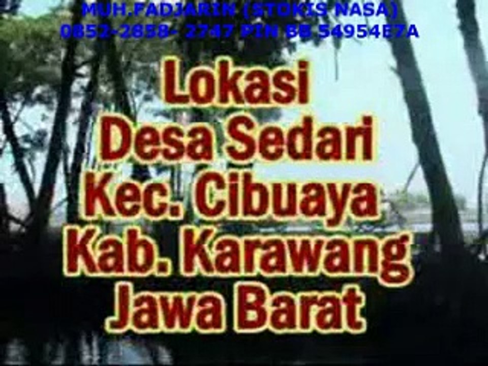 CARA BUDIDAYA  IKAN BANDENG,TAMBAK BANDENG,ANALISIS BUDIDAYA BANDENG,TEKNIK BUDIDAYA IKAN BANDENG,BUDIDAYA PERIKANAN