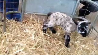 Orphan lamb at Overbury Farm