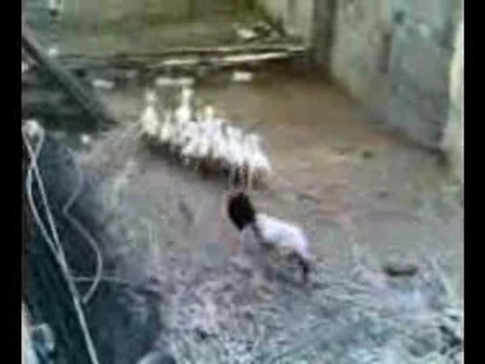 Scary goat