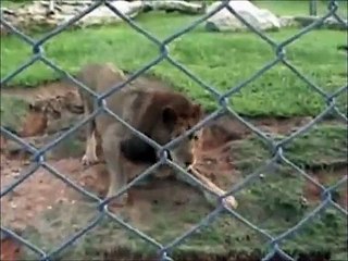 Découvrez le moment où ce lion, pour la première fois de sa vie, pose sa patte sur l'herbe.