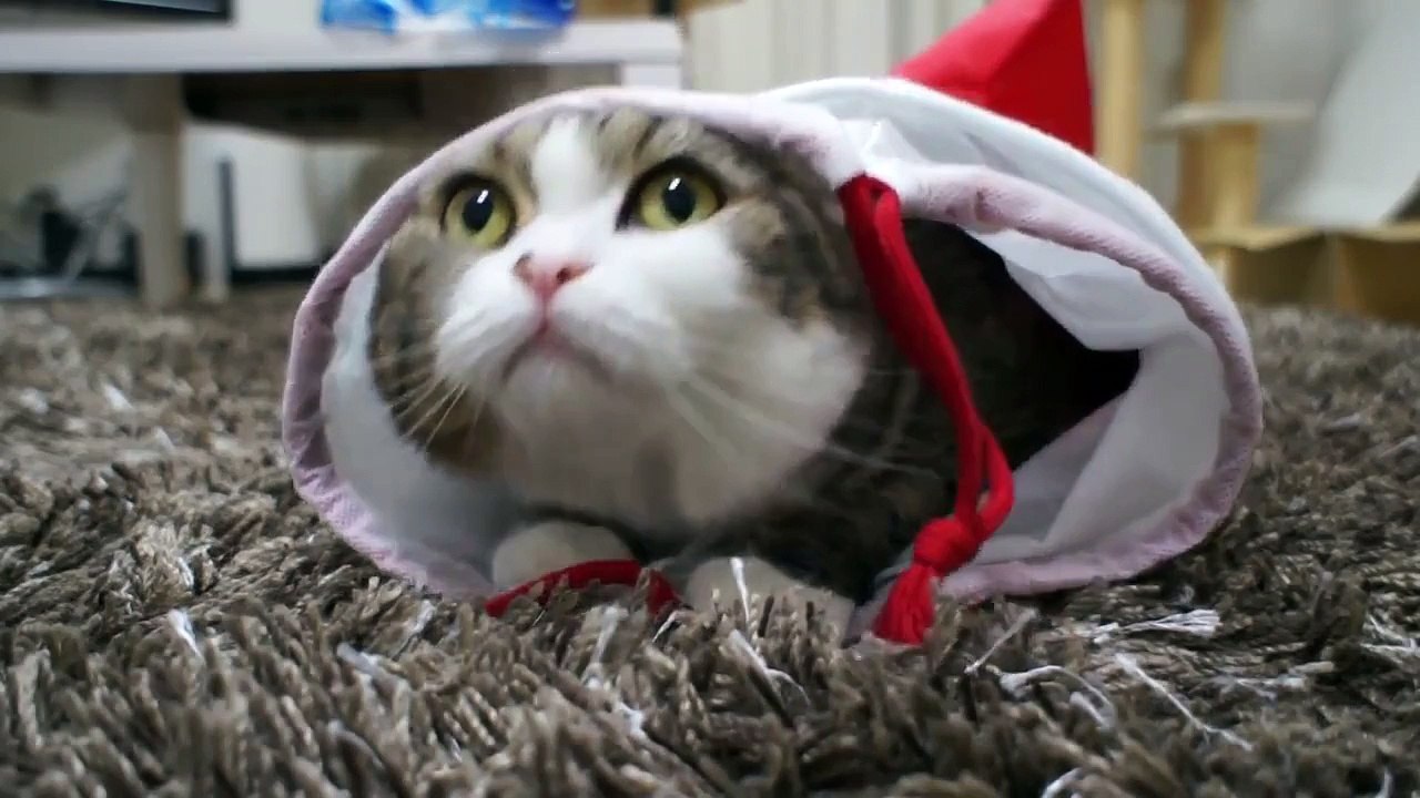 Самый смешной кот
