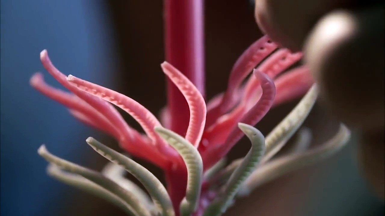 L'esprit De La Haute Joaillerie - CHANEL