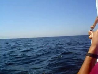 Ballena Jorobada en Vallarta