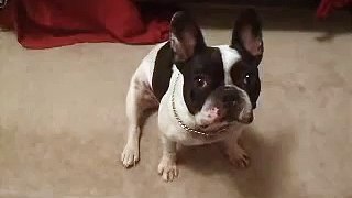Can French Bulldogs Speak English even if they're French?
