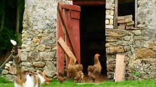The Cat & The Ducklings (Animal Odd Couples)
