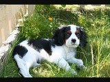 Linus - The cavalier king charles spaniel puppy