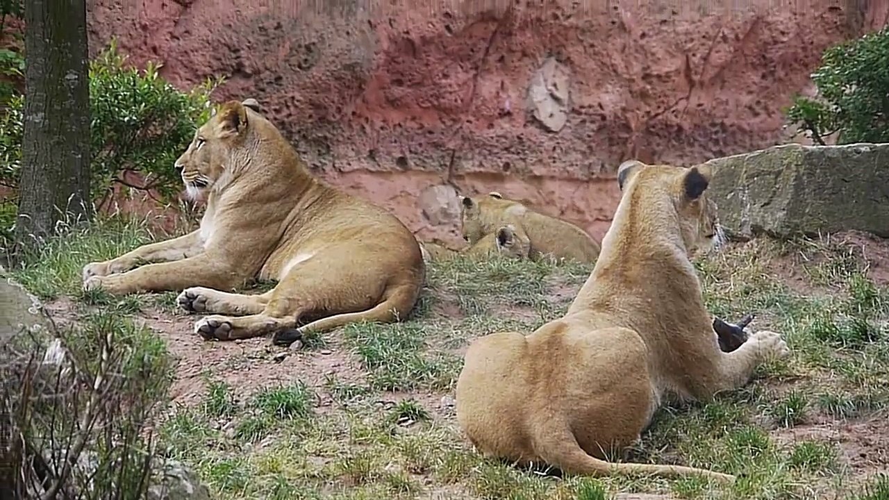 Löwenbabys.mp4