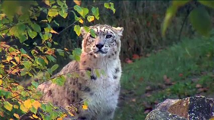 The Zoo 3: Dublin Zoo 07