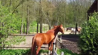 cheval sauvage