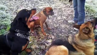 Rottweiler,German shepherd and Boxer playing