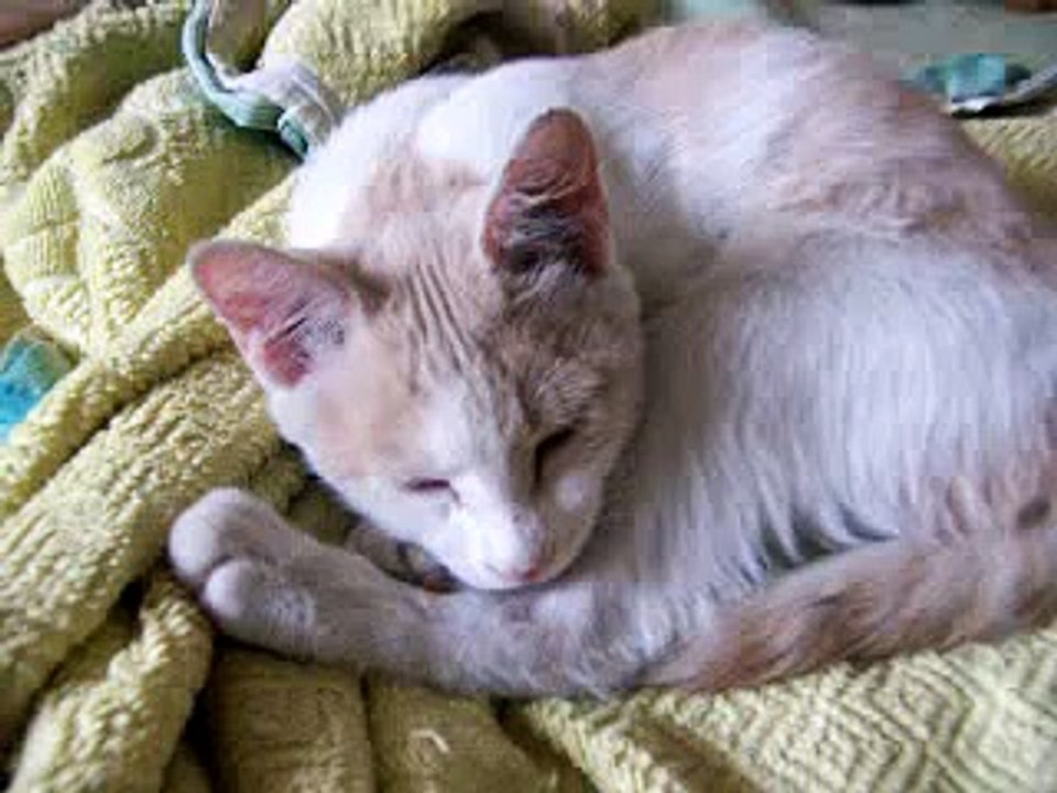 Beijingcat - Lily is coming