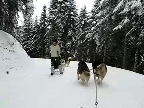 Malamutes d'Alaska à traineau MVI 3616