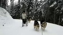 Malamutes d'Alaska à traineau MVI 3616