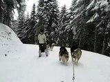 Malamutes d'Alaska à traineau MVI 3616
