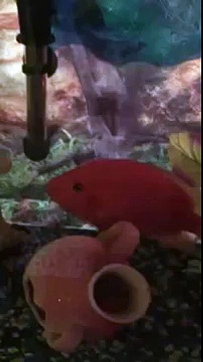 Lucky Fish Lives 2015