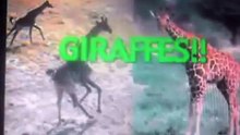 Giraffes!