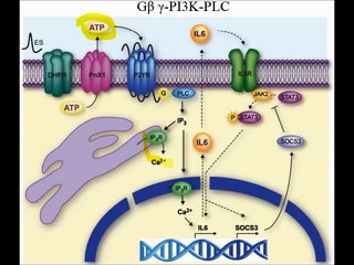 Exercise & Cytokines