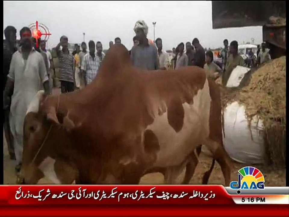 Dangerous Cows