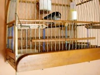 bigodinho detonador 8 anos de gaiola vila redenção