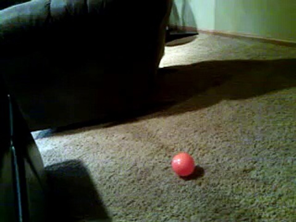 Pug vs. Ball