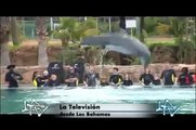 LA TELEVISIÓN ECUADOR 28/10/12: Delfines, lo mejor de las Bahamas Parte 3