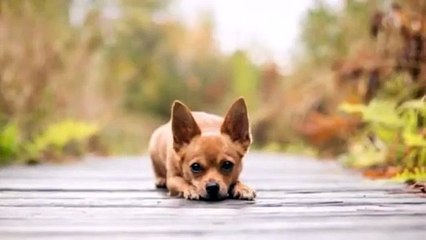Cute Chihuahua Funny Dog Videos