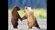 funny bears, funny bears, funny bears videos,