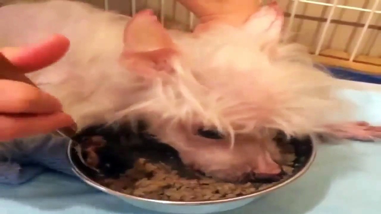 Very Hungry Ugly Dog