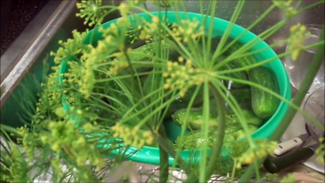 Aunt Duddie Makes Kosher Dill Deli-Style Pickles