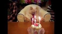 Funny cats compilation 2015   Funny, Cute Cats and Kittens Epic Compilation