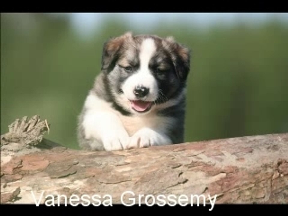 Chiots border