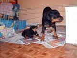 les chiots a 9 semaines
