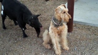 He's just not that into you - Funny dog and goat video