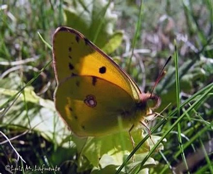 Las Mariposas de Asturias - Fauna y Flora de Asturias