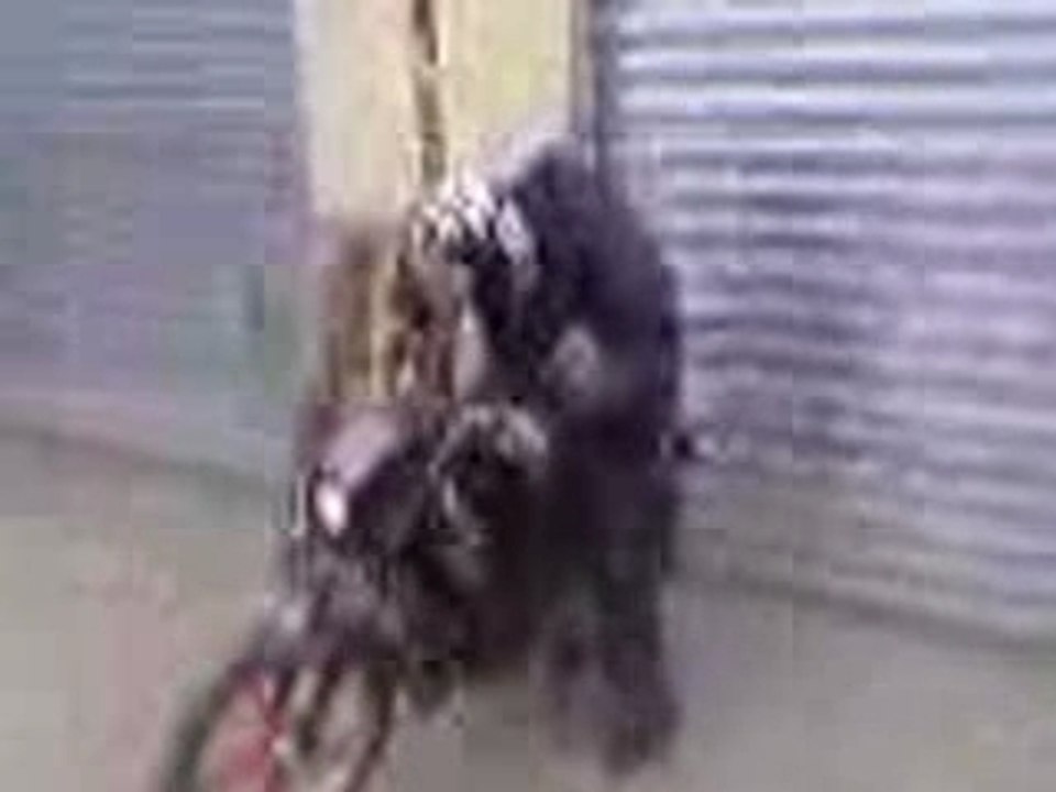 ALFRED,TREMEGE,PAMIERS,09