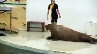 Best Amazing Cool Seal performance videos | Greatest woman with funny seal animal ever