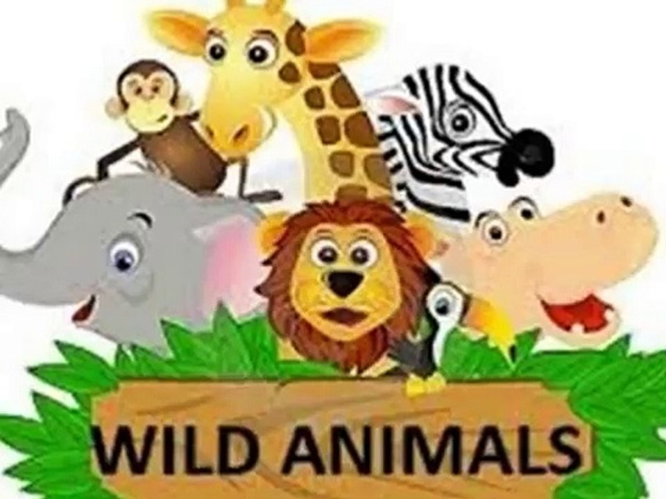 wild animal 3